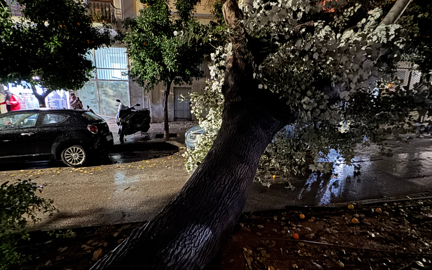 Λεύκα ξεριζώθηκε και έπεσε σε πολυκατοικία στο Πασαλιμάνι: Κλειστή η οδός Χαριλάου Τρικούπη