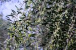 Ανεπαρκής η παραγωγή ελαιολάδου – Αβέβαιες προβλέψεις και έντονες πιέσεις στον κλάδο