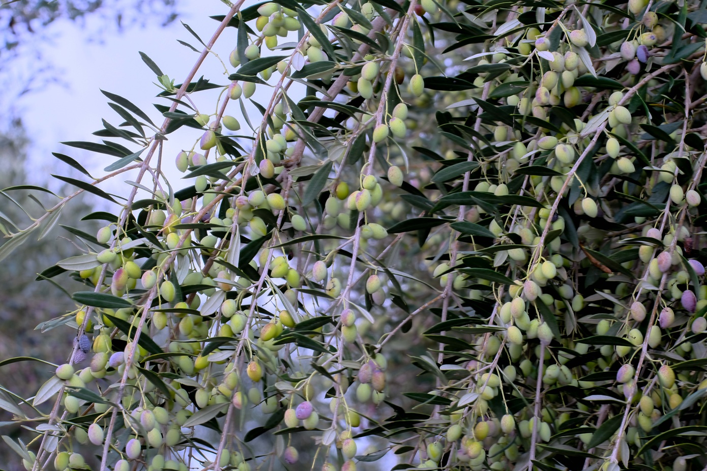 Ανεπαρκής η παραγωγή ελαιολάδου – Αβέβαιες προβλέψεις και έντονες πιέσεις στον κλάδο