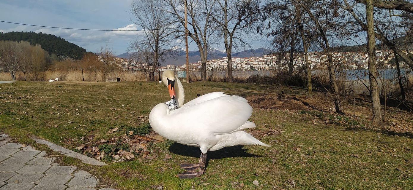 Η φύση γιατρεύει: Ο κύκνος που δεν έφευγε από το πλευρό της νεκρής συντρόφου του ξαναβρήκε τη χαρά στη λίμνη Παμβώτιδα