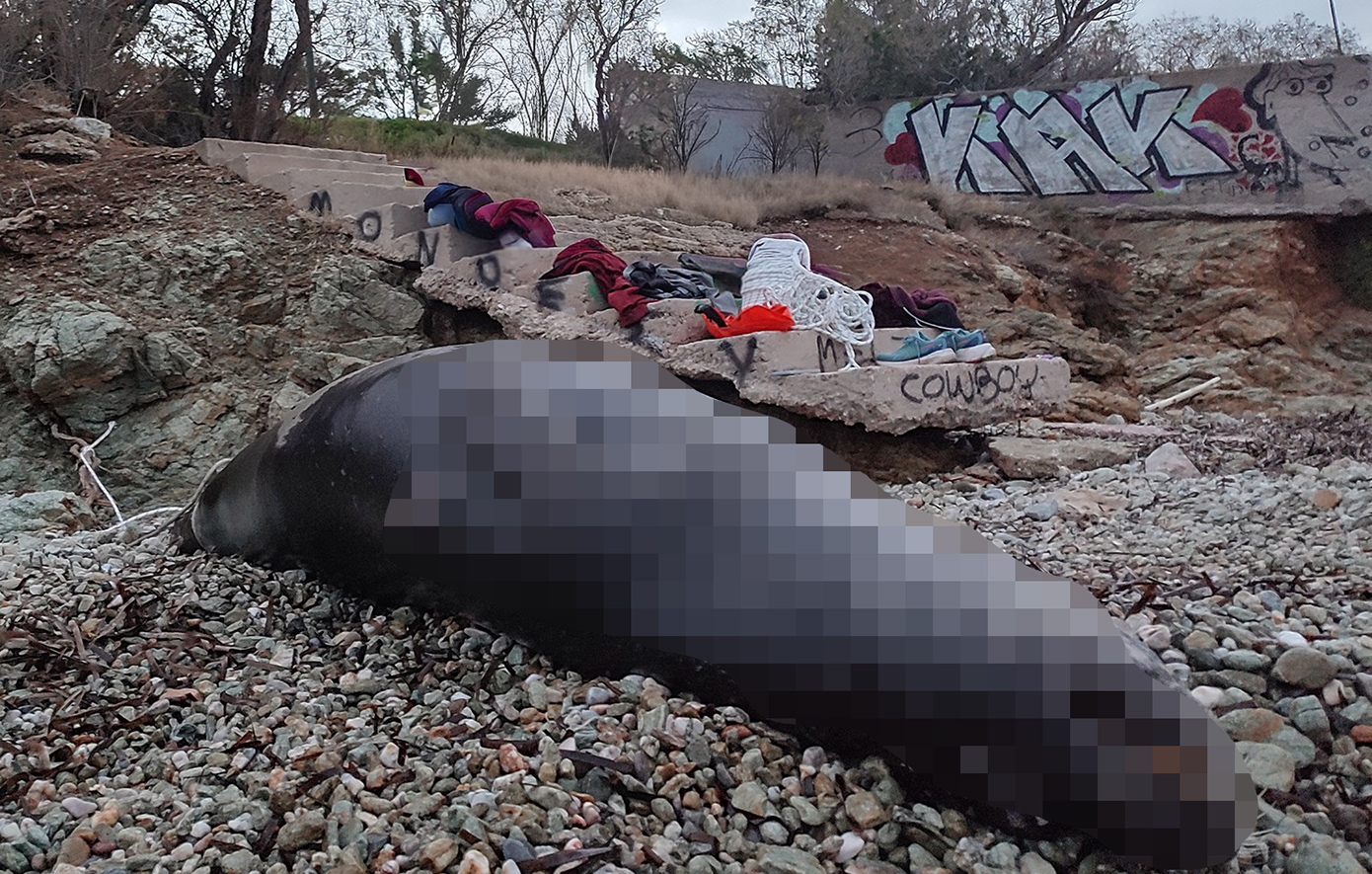 Θλίψη στην Αττική: Νεκρή μεσογειακή φώκια από πυροβολισμό στο Μαύρο Λιθάρι