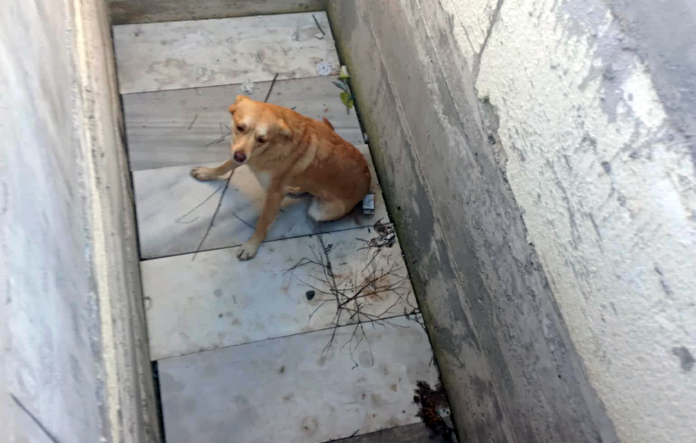 Σκύλος εντοπίστηκε σε ανοιχτό τάφο στο Άργος – «Αίσχος σας», φωνάζει ο διασώστης του