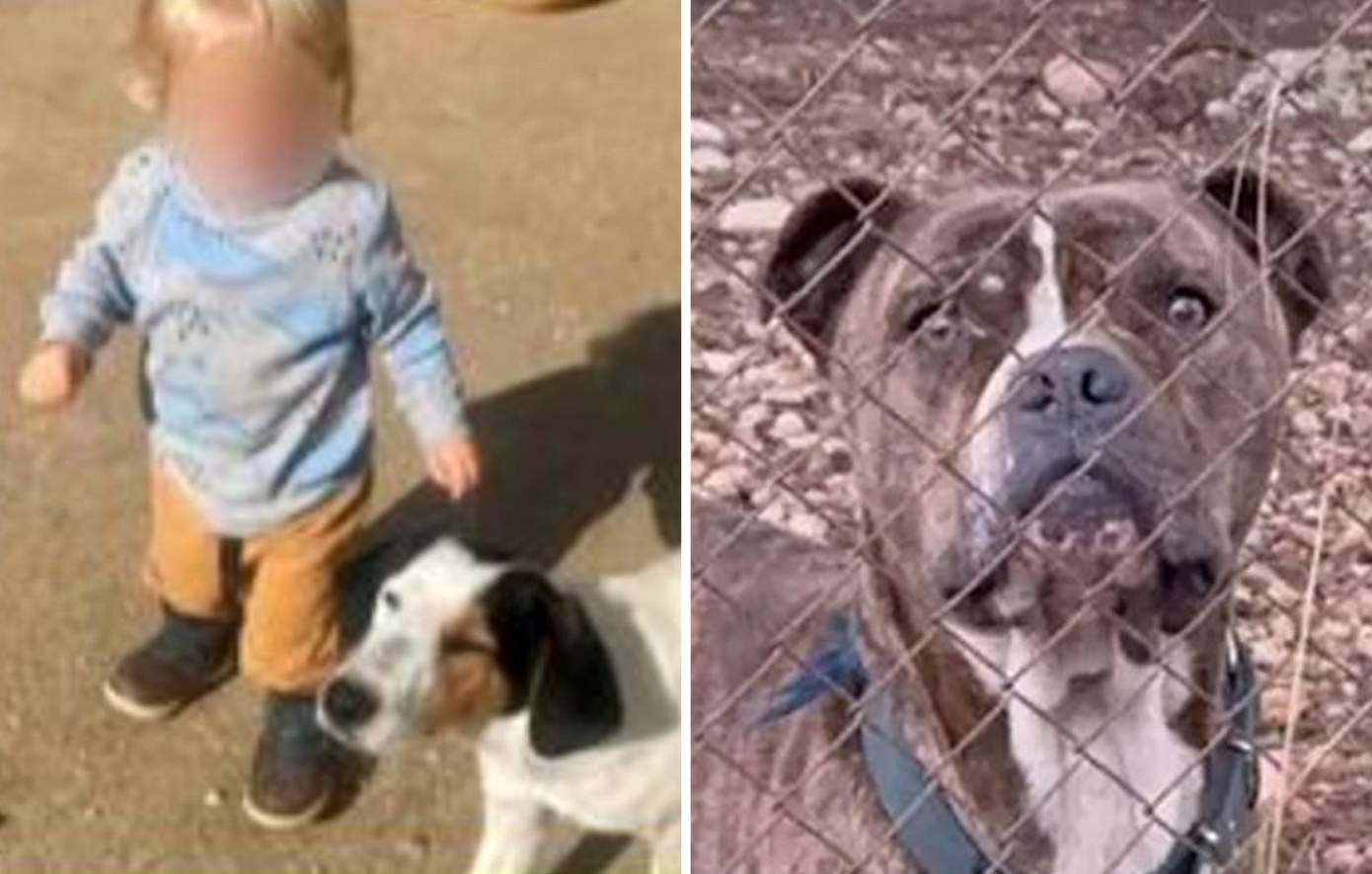 Ψυχοκοινωνική υποστήριξη στη σχολική κοινότητα Ζακύνθου μετά την επίθεση πίτμπουλ στο 2χρονο αγοράκι