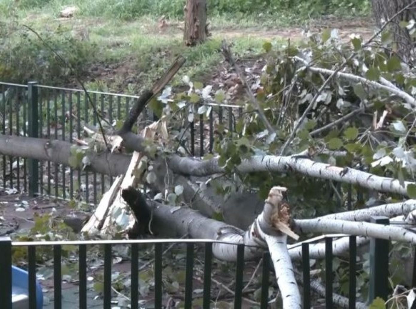 Δέντρο έπεσε σε παιδική χαρά στο Χαϊδάρι