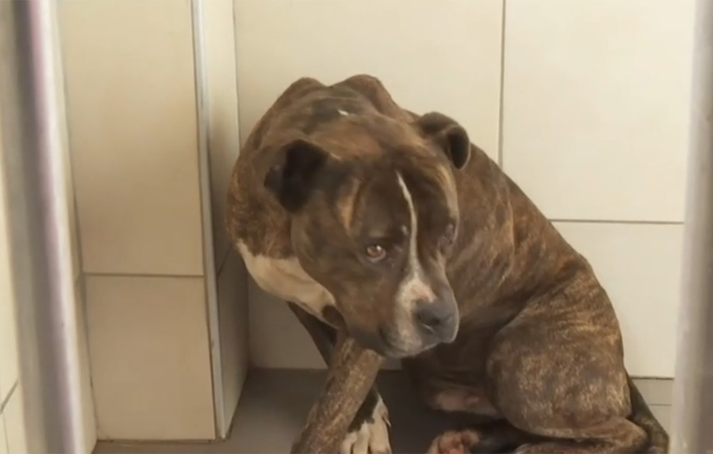 Σκύλος – φονιάς στη Ζάκυνθο: «30 άνθρωποι επιθυμούν να τον υιοθετήσουν – Πρώτη φορά αντικρίζω ζώο με τέτοια αδιαφορία»