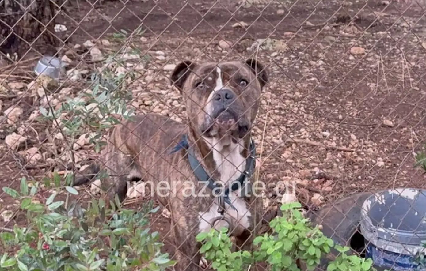 “Το παιδί μου με κοίταξε, χαμογέλασε και έφυγε»: Συγκλονίζει ο πατέρας μετά την επίθεση του πίτμπουλ στη Ζάκυνθο”