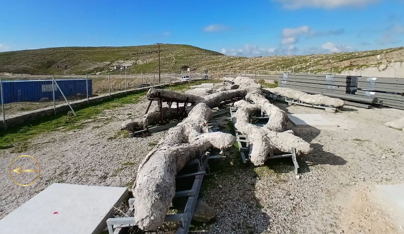 Μυτιλήνη: «Αναβιώνει» ένα δένδρο 18 εκατομμυρίων ετών