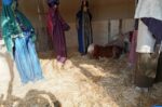 Έντονες αντιδράσεις για ζωντανό πόνι στη φάτνη Βόλου – Ανακοίνωση φιλοζωικής και απάντηση Αχιλλέα Μπέου