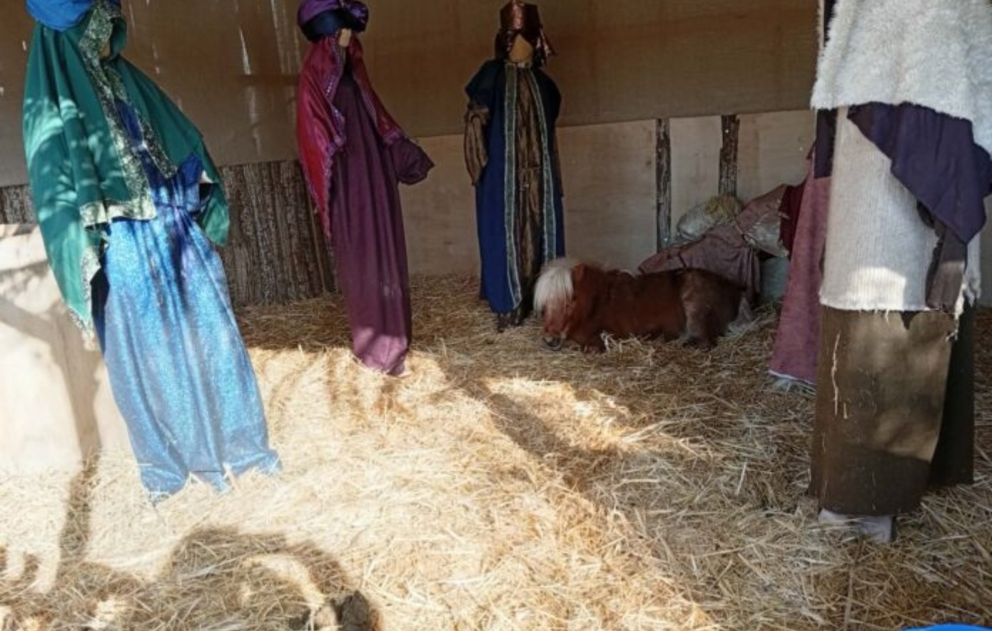 Έντονες αντιδράσεις για ζωντανό πόνι στη φάτνη Βόλου – Ανακοίνωση φιλοζωικής και απάντηση Αχιλλέα Μπέου