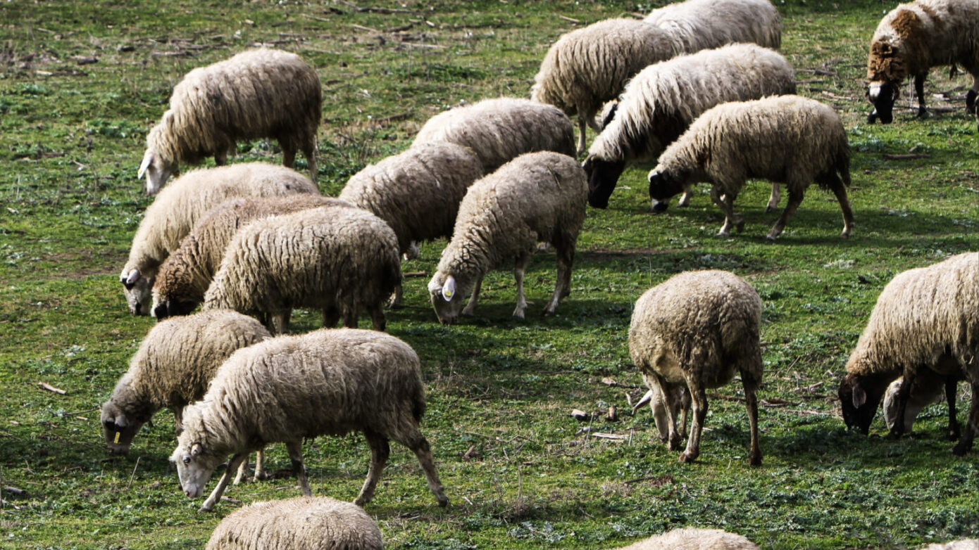 Αποσύρεται σταθμός απολύμανσης για την ευλογιά στην Π.Ε. Τρικάλων