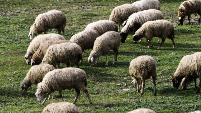 Αποσύρεται σταθμός απολύμανσης για την ευλογιά στην Π.Ε. Τρικάλων