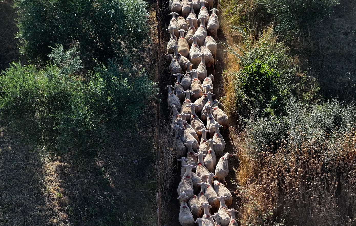 Νέες συλλήψεις στον ΟΠΕΚΕΠΕ: Ο «ηγέτης», ο λογιστής και η δικηγόρος – Πώς υπεξαίρεσαν 2 εκατ. ευρώ