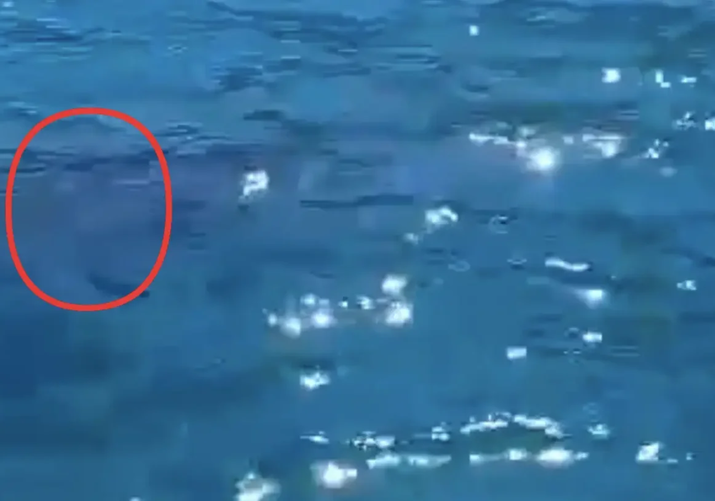 Συναρπαστικό γεγονός για άνδρα στη Χαλκίδα – Ενώ βρισκόταν στη βάρκα του, μια σκοτεινή σκιά τον πλησίασε