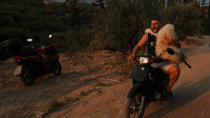 Η διάσωση προβάτου στην Ελλάδα, η εξέγερση στο Νεπάλ, η παγωμένη βουτιά: Οι κορυφαίες φωτογραφίες που επέλεξε το AP