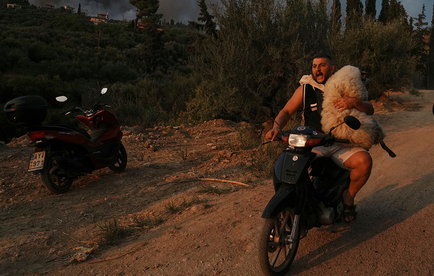 Η διάσωση προβάτου στην Ελλάδα, η εξέγερση στο Νεπάλ, η παγωμένη βουτιά: Οι κορυφαίες φωτογραφίες που επέλεξε το AP