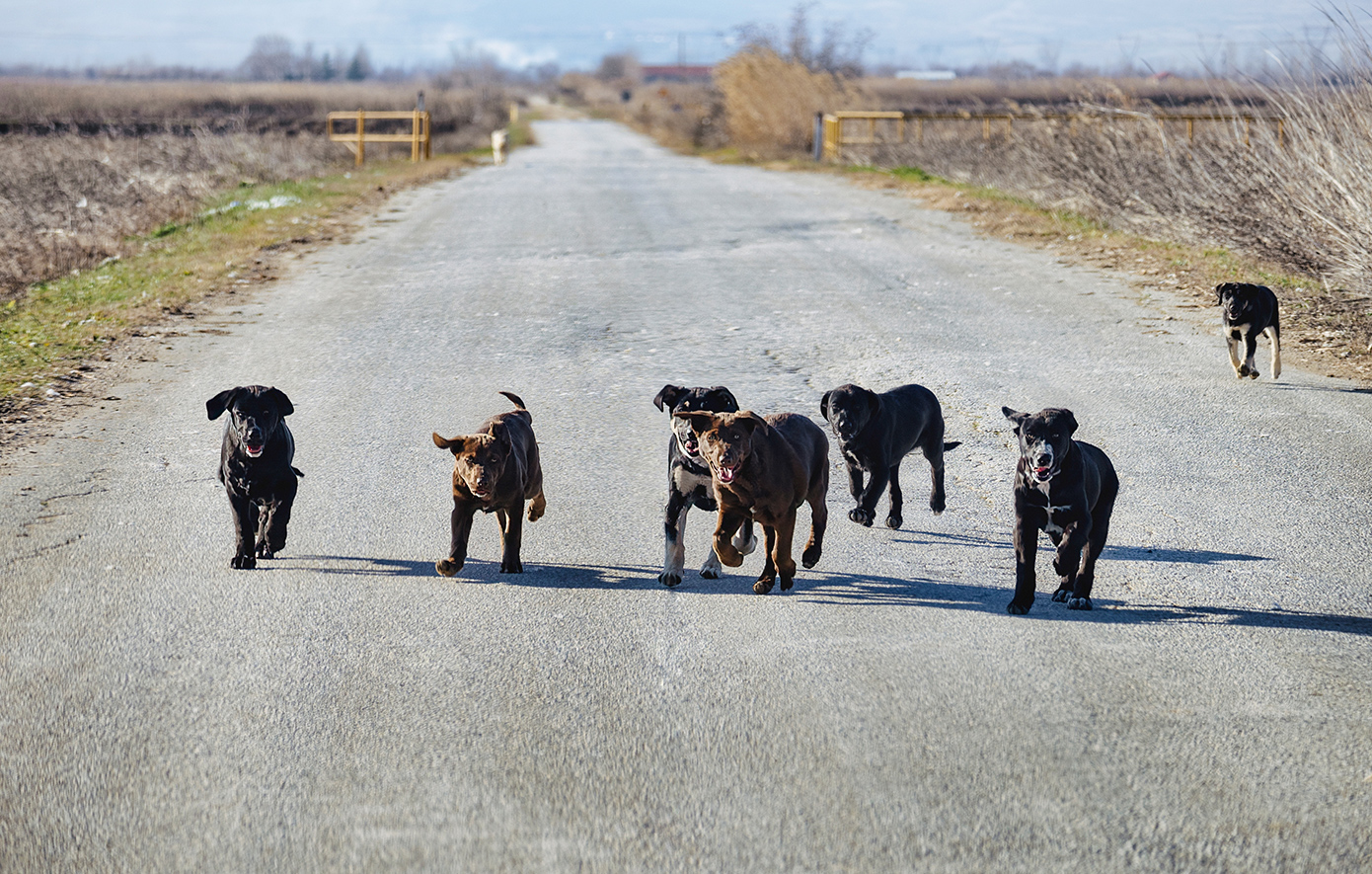 Δύο αντιδήμαρχοι στη Θεσσαλονίκη καταδικάστηκαν για τον θάνατο 65χρονου και τον τραυματισμό 82χρονου από αγέλη σκύλων