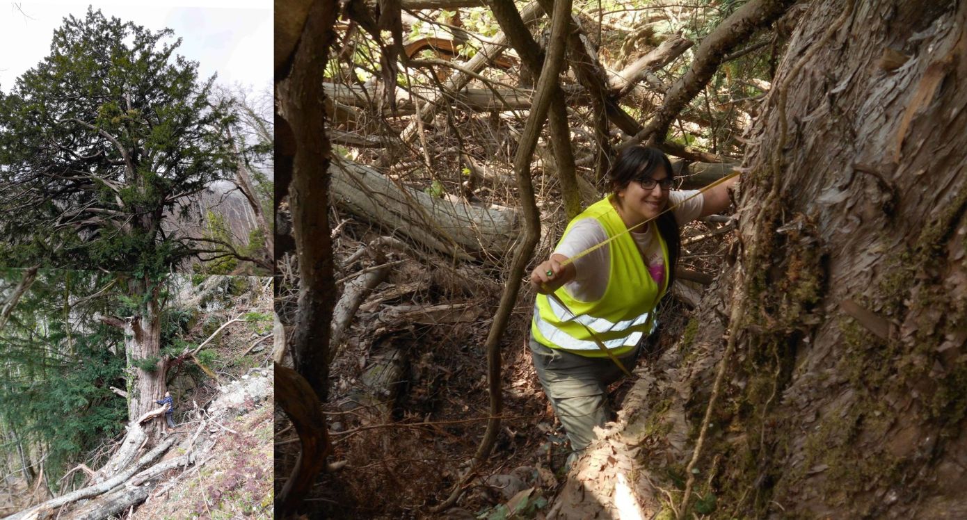 Δέντρο 1.074 ετών αντέχει περήφανα στο Μπέλλες Θεσσαλονίκης από την εποχή της Βυζαντινής Αυτοκρατορίας