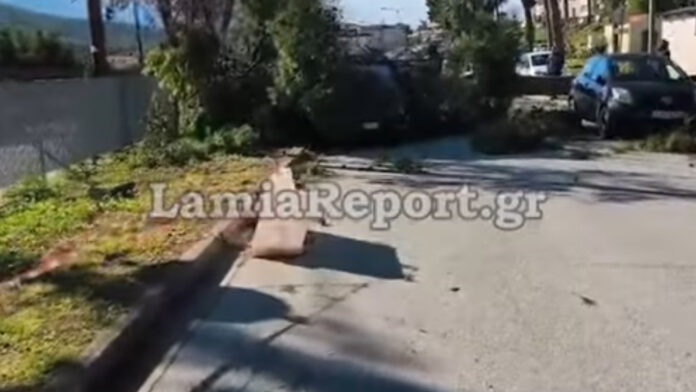 Δέντρο κατέρρευσε σε οχήματα στο Νοσοκομείο Λαμίας – Σε ετοιμότητα οι πυροσβέστες για πτώσεις λόγω ισχυρών ανέμων