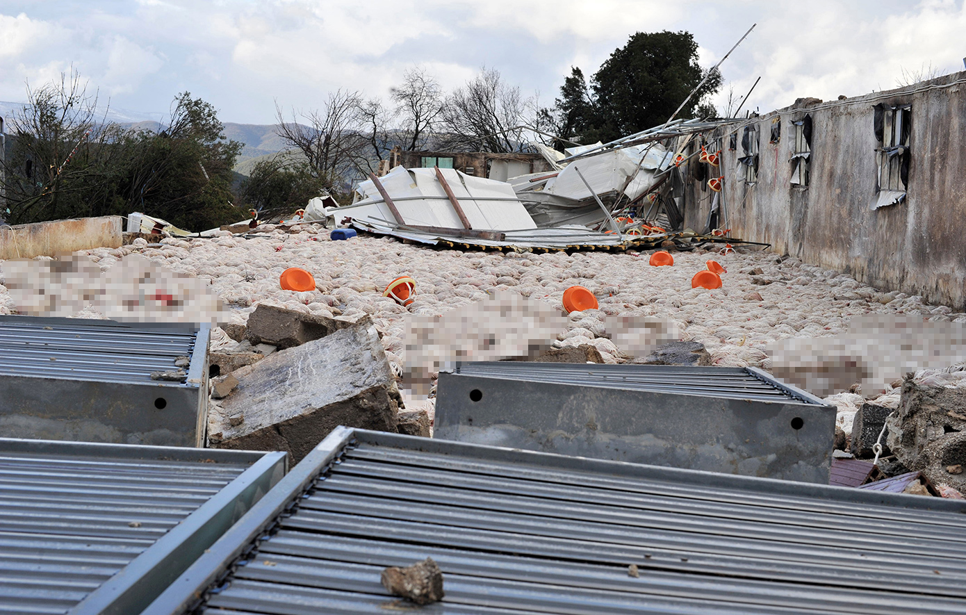 Ανεμοστρόβιλος στην Ήπειρο αφάνισε πάνω από 30.000 κοτόπουλα – Σκηνές βιβλικής καταστροφής