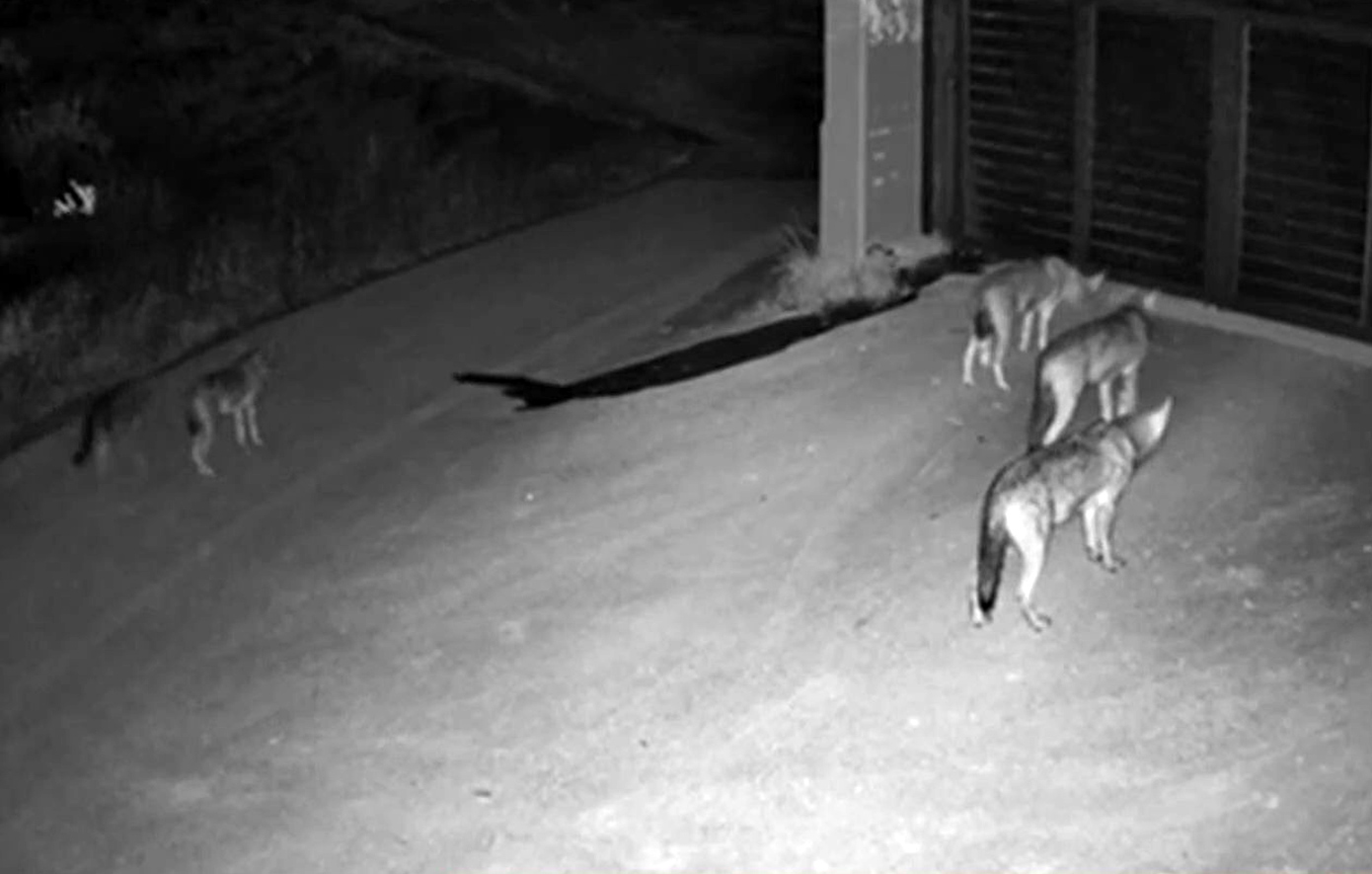 Τέσσερις λύκοι εμφανίστηκαν στην είσοδο σπιτιού στο Πανόραμα Θεσσαλονίκης