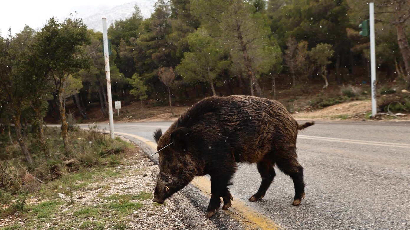 Καστοριά: Αγριογούρουνο επιτέθηκε σε κυνηγό – Νοσηλεύεται ασφαλής