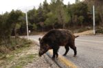Καστοριά: Αγριογούρουνο επιτέθηκε σε κυνηγό – Νοσηλεύεται ασφαλής