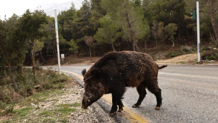 Καστοριά: Αγριογούρουνο επιτέθηκε σε κυνηγό – Νοσηλεύεται ασφαλής