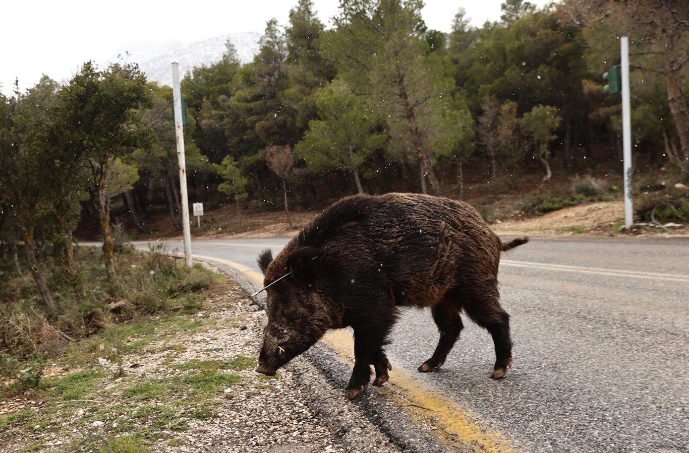 Καστοριά: Αγριογούρουνο επιτέθηκε σε κυνηγό – Νοσηλεύεται ασφαλής