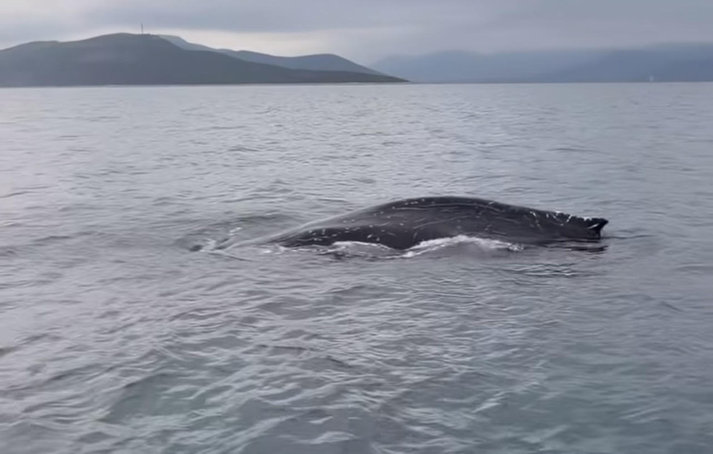 Φάλαινα στον Παγασητικό: Πιθανώς τραυματισμένη και σε απειλή – Επεμβαίνει ειδική ομάδα
