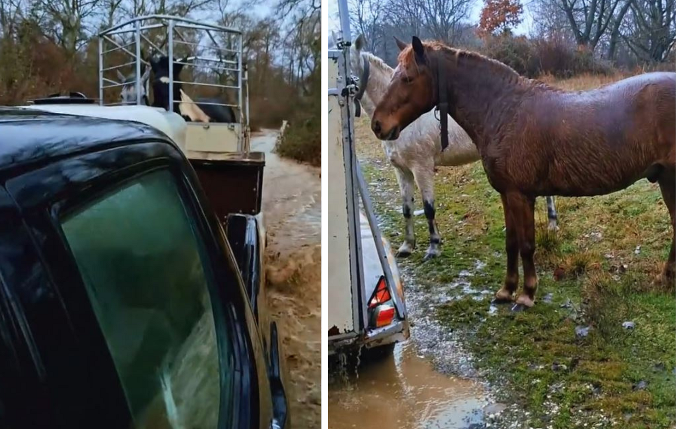 Συγκλονιστική διάσωση αλόγων από κατακλυσμό στην Καστοριά – «Νομίζατε ότι θα σας εγκατέλειπα;»