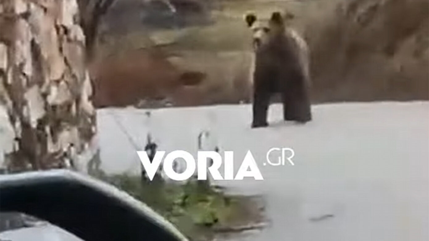 Αρκούδα εντοπίστηκε να περιπλανιέται στο χωριό Αναρράχη της Κοζάνης και να παρακολουθεί τους κατοίκους – Δείτε το βίντεο