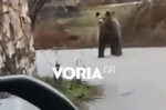 Αρκούδα εντοπίστηκε να περιπλανιέται στο χωριό Αναρράχη της Κοζάνης και να παρακολουθεί τους κατοίκους – Δείτε το βίντεο