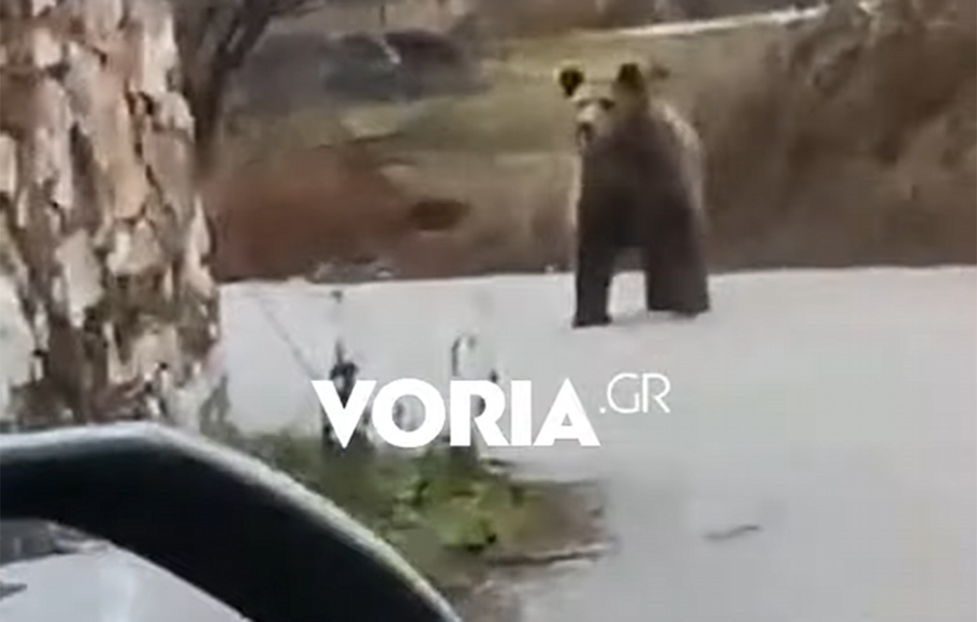 Αρκούδα εντοπίστηκε να περιπλανιέται στο χωριό Αναρράχη της Κοζάνης και να παρακολουθεί τους κατοίκους – Δείτε το βίντεο
