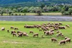 Ευλογιά αιγοπροβάτων: Στρατιωτικοί κτηνίατροι στη μάχη κατά της νόσου