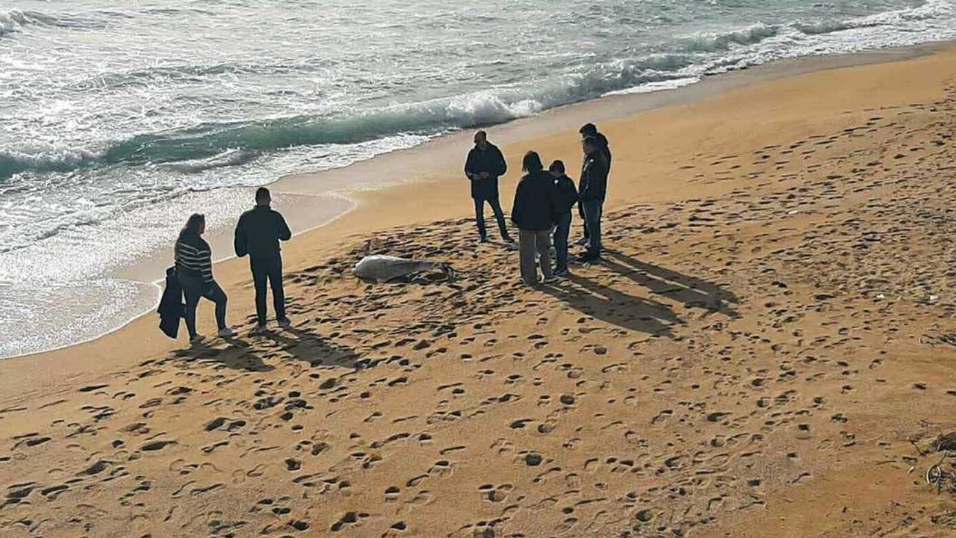 Νεκρό δελφίνι εντοπίστηκε σε ακτή της Καβάλας με σχοινί στην ουρά