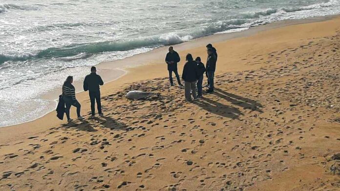 Νεκρό δελφίνι εντοπίστηκε σε ακτή της Καβάλας με σχοινί στην ουρά