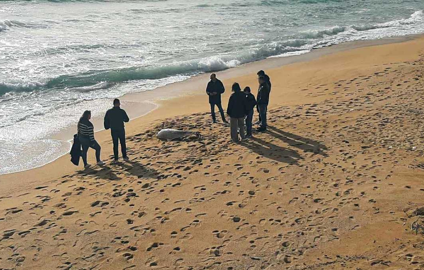 Νεκρό δελφίνι εντοπίστηκε σε ακτή της Καβάλας με σχοινί στην ουρά