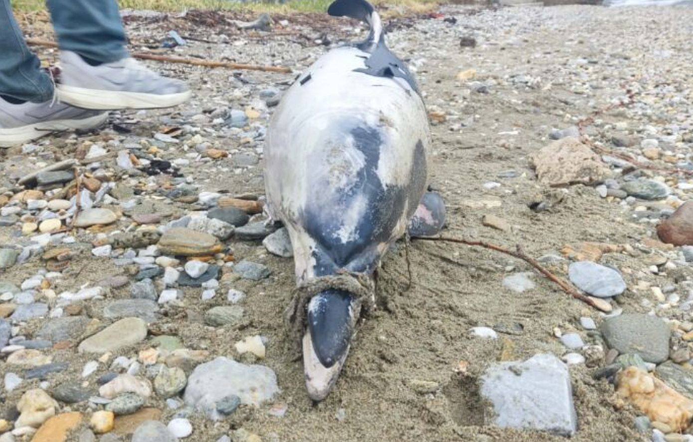 Νεκρό δελφίνι με δεμένο ρύγχος βρέθηκε σε ακτή του Βόλου