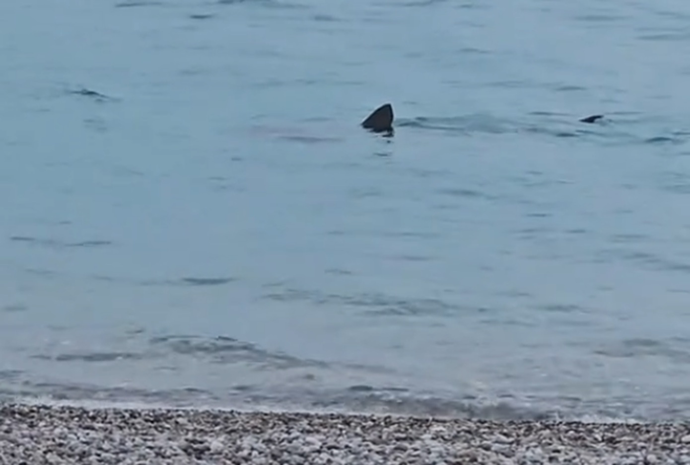 Καρχαρίας στο Λουτράκι: Κολυμπούσε κοντά στην ακτή – Σοκαρισμένοι οι περαστικοί, παρακολουθήστε το βίντεο