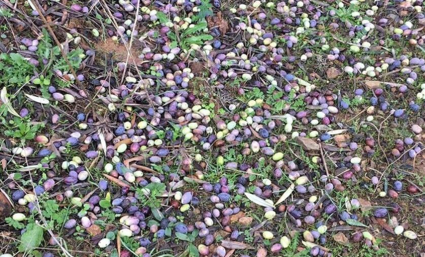 Ξεκίνησαν οι δηλώσεις ζημιών από καταιγίδα στον Δήμο Βόρειας Κυνουρίας