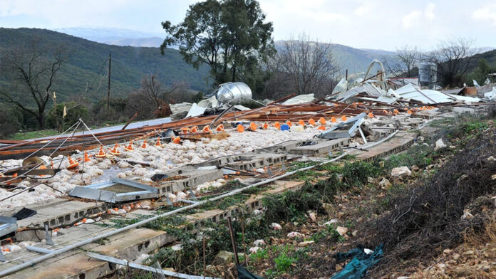 Ήπειρος – Πτηνοτροφείο: Κόποι 45 χρόνων και 40.000 κοτόπουλα καταστράφηκαν σε λεπτά – «Από αυτά επιβιώναμε»