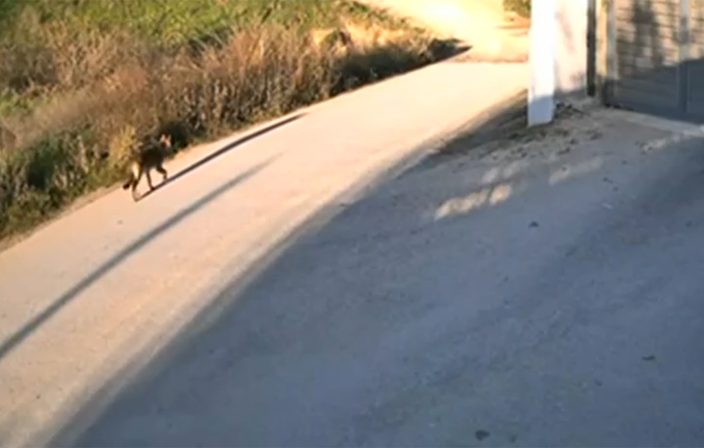 «Καλλιστώ» για τους λύκους σε Πανόραμα και Θέρμη: Ακίνδυνοι και μη εξοικειωμένοι με τους ανθρώπους