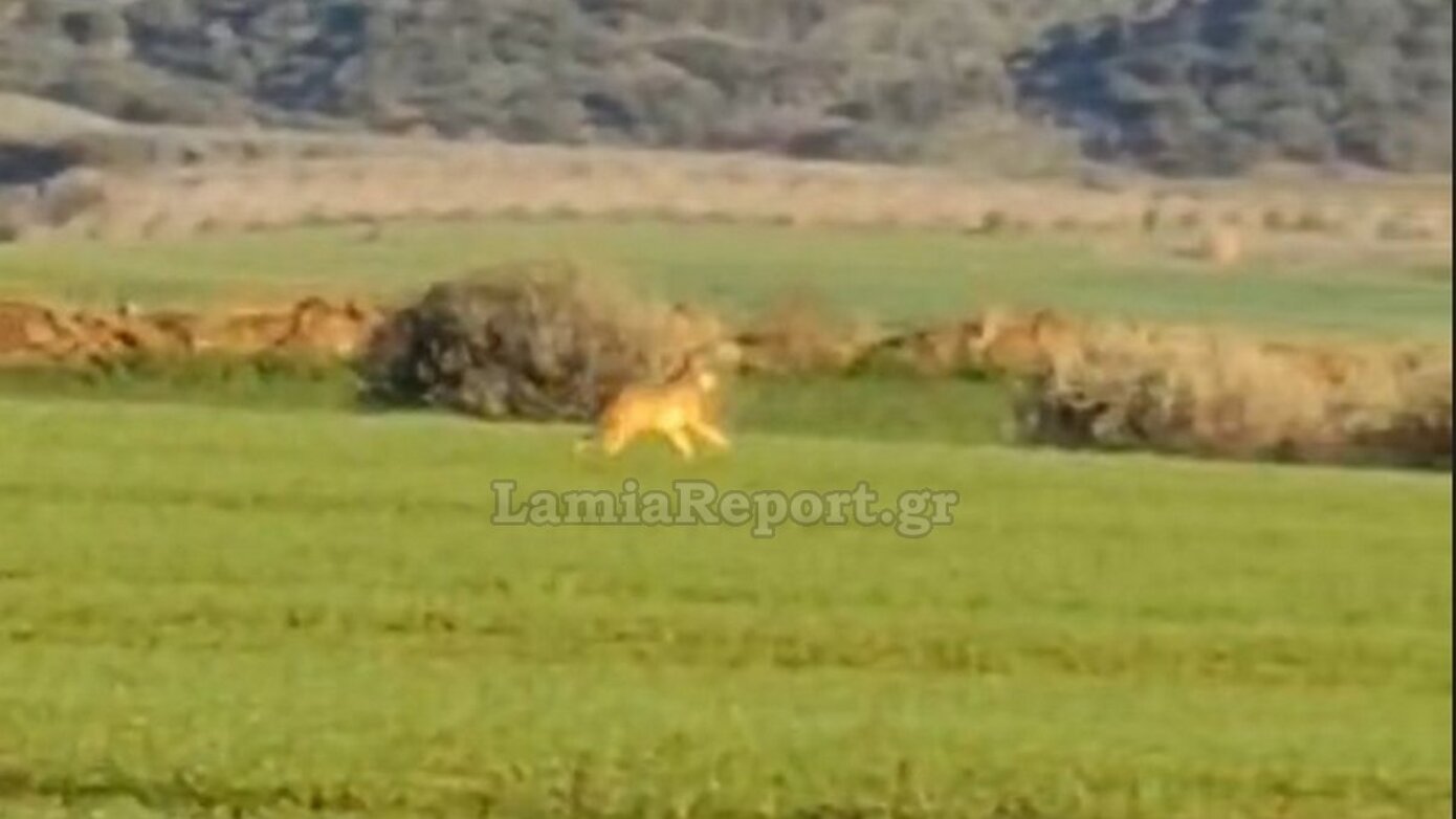Λύκος εντοπίστηκε να περιπλανιέται κοντά σε κατοικίες χωριού στη Φθιώτιδα