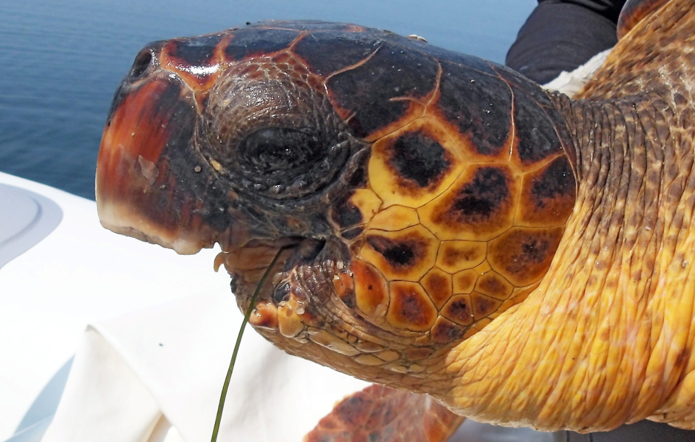 Αμβρακικός: Η καρέττα – καρέττα που επιβίωσε από τον θάνατο – Ζει 6 χρόνια χωρίς σαγόνια