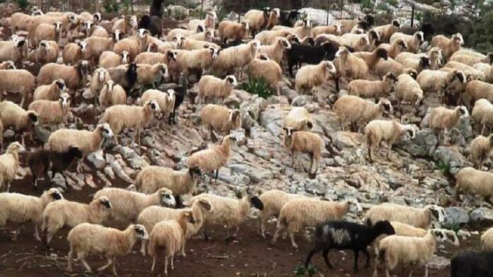 Η Περιφέρεια Κρήτης επεκτείνει τα μέτρα ασφαλείας για την κτηνοτροφία λόγω ευλογιάς