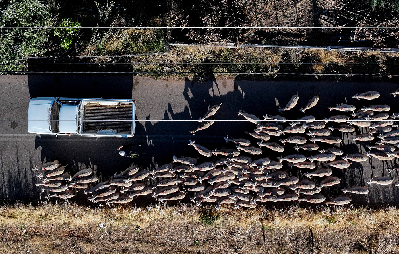 Πάνω από 400.000 ζώα θανατώθηκαν λόγω ευλογιάς αιγοπροβάτων