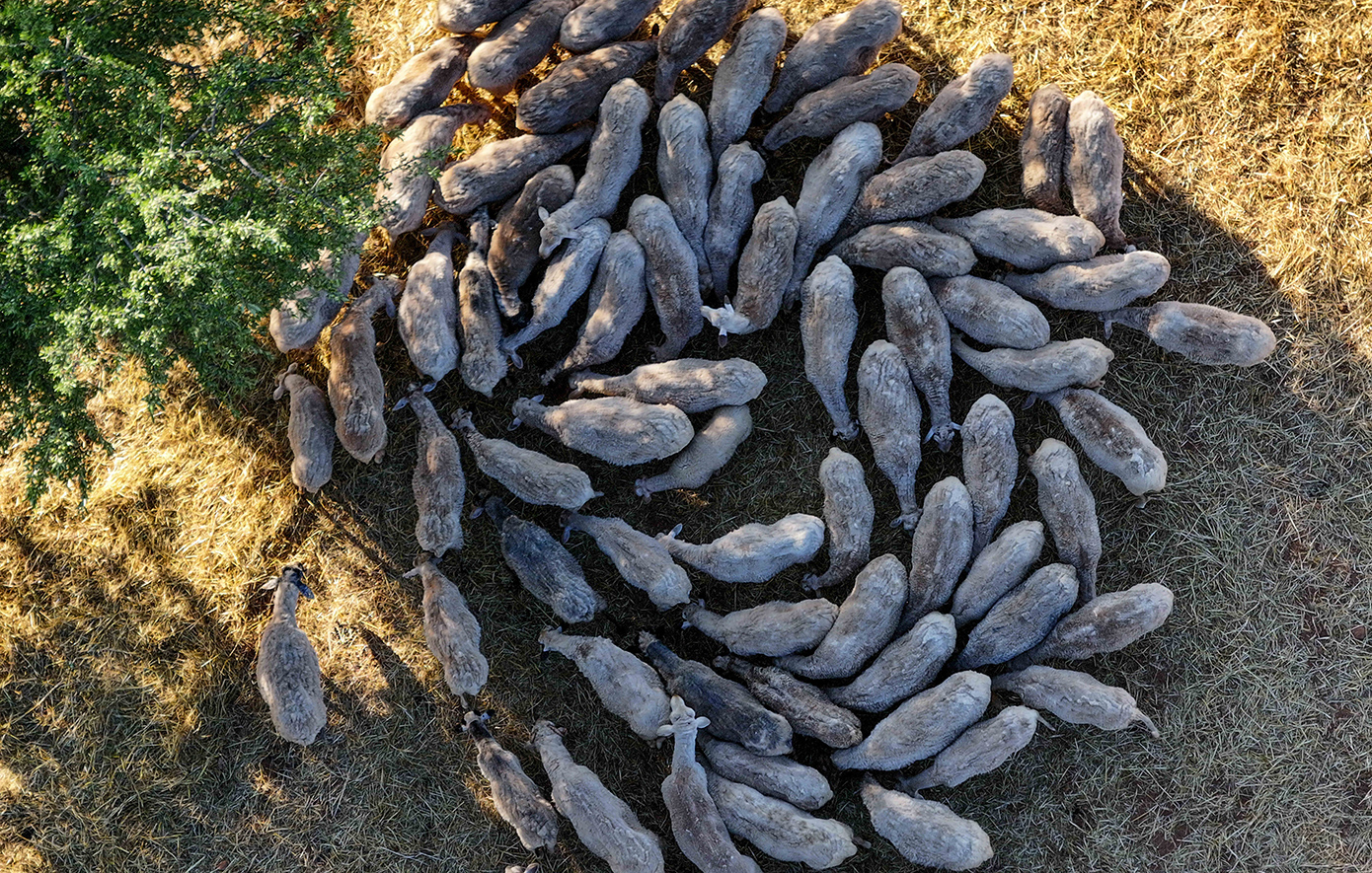 Κτηνοτρόφος ανακαλύφθηκε απαγχονισμένος στο σπίτι του – «Του κατέσφαξαν 1.000 πρόβατα την προηγούμενη εβδομάδα»