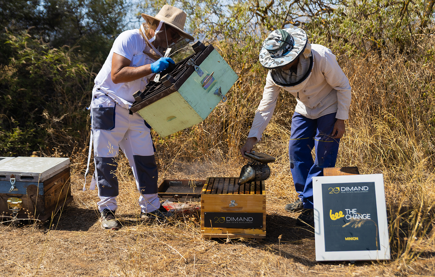 Η DIMAND εγκαθιστά κυψέλες στο κέντρο της πόλης – 30.000 μέλισσες στην οροφή του ΜΙΝΙΟΝ