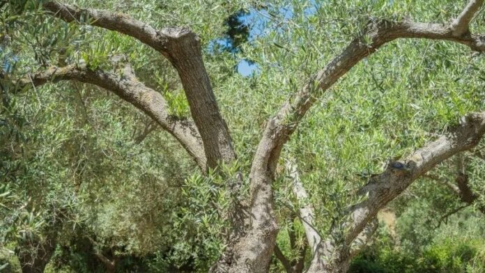 Περιφέρεια Κρήτης: Συνάντηση για λύσεις στην ελαιοκαλλιέργεια και αποζημιώσεις