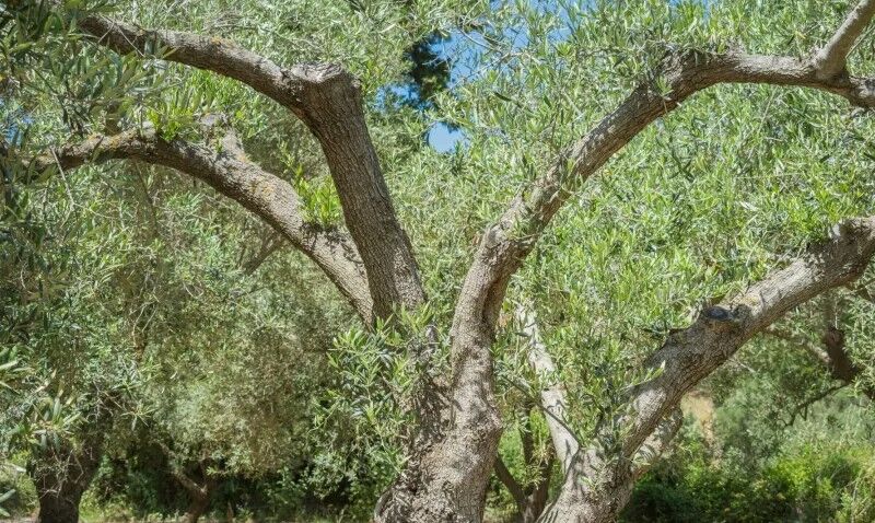 Περιφέρεια Κρήτης: Συνάντηση για λύσεις στην ελαιοκαλλιέργεια και αποζημιώσεις